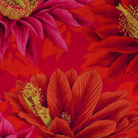 Cactus Flowers, red